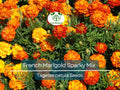 300 French Marigold Seeds – Sparky Mix Tagetes patula, Red Orange Yellow Dwarf Blooms, Non-GMO, Beneficial Garden Flowers