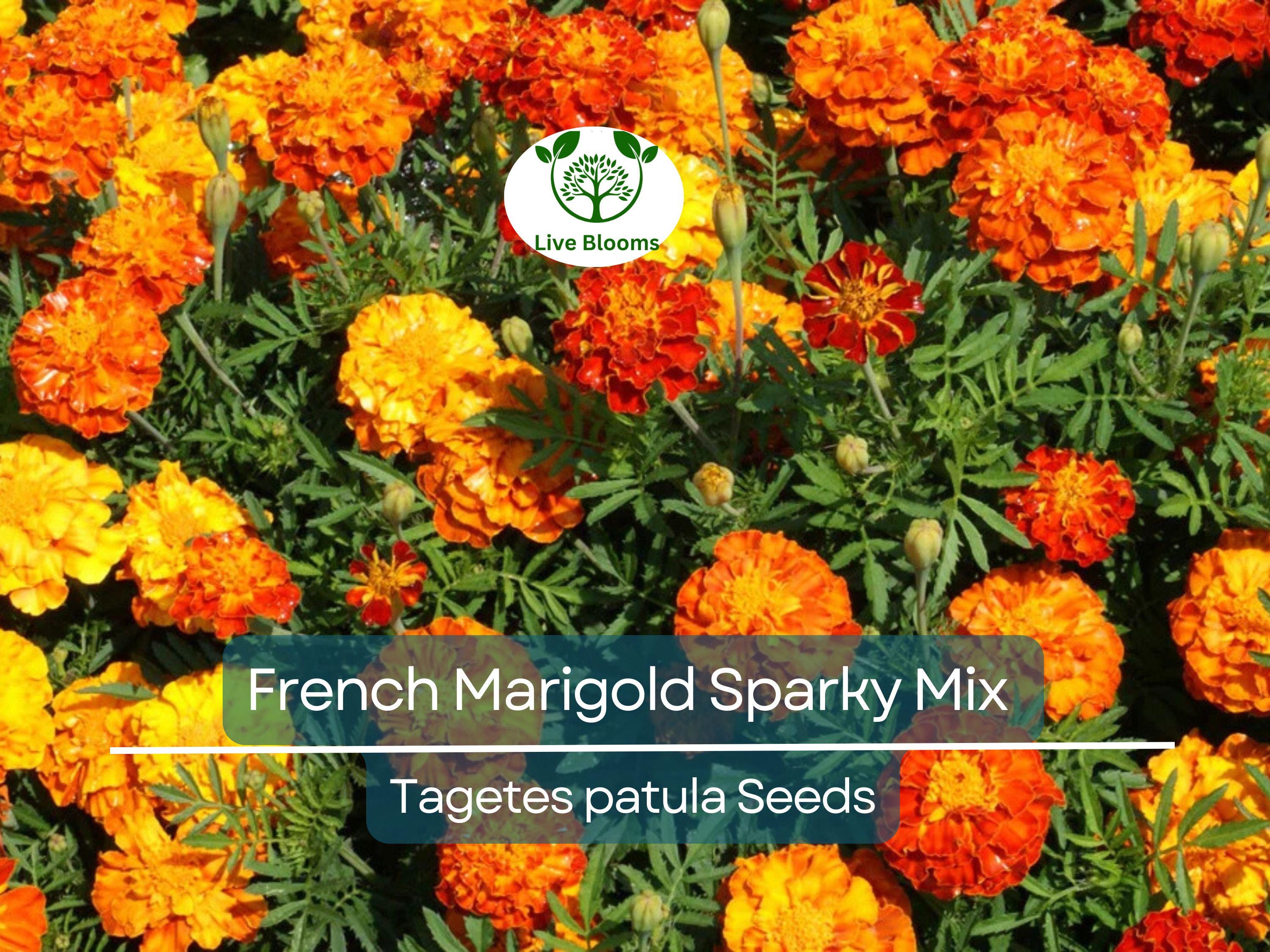 300 French Marigold Seeds – Sparky Mix Tagetes patula, Red Orange Yellow Dwarf Blooms, Non-GMO, Beneficial Garden Flowers
