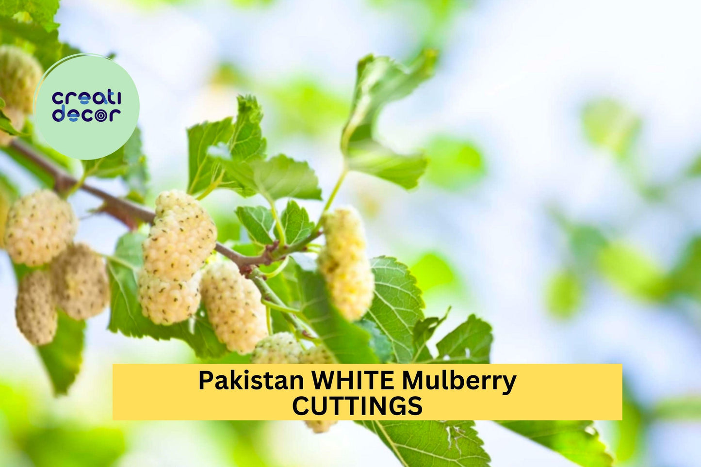 10x Pakistan White Mulberry Cuttings – Organic Fresh Wood for Rooting or Grafting, Rare Sweet Fruit Tree Variety – USA