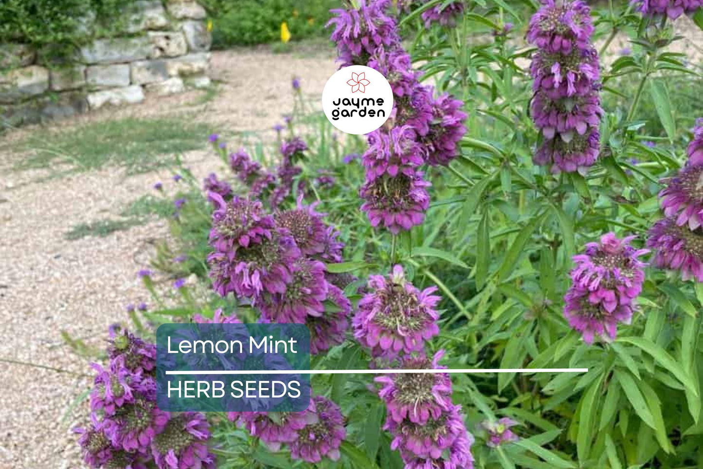1,000 Lemon Mint Seeds – Non-GMO Culinary Herb, Edible Flowers, Free Shipping, USA Seller