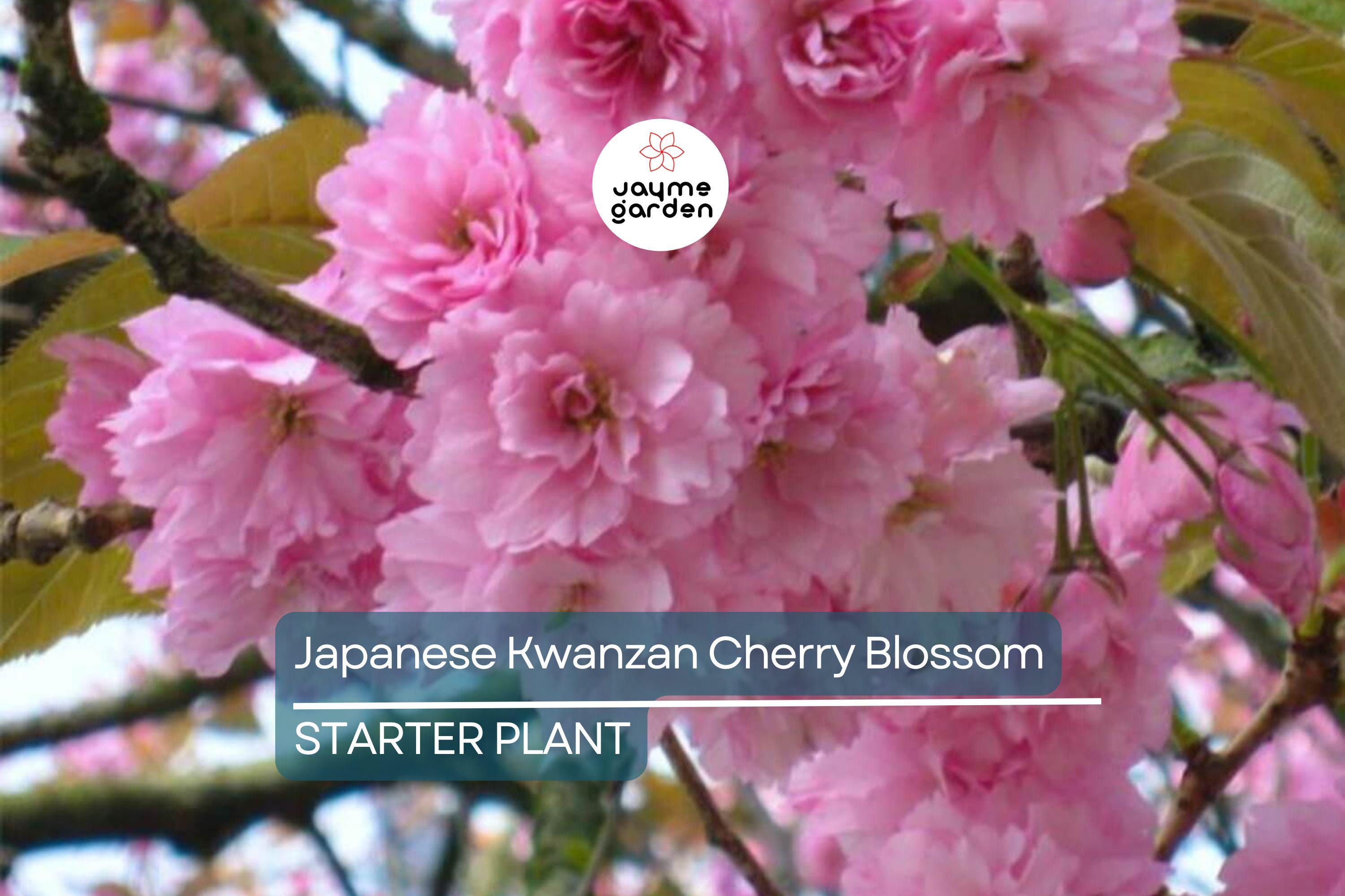 Kwanzan Cherry Blossom Starter Plant | 8-10” Live Tree | Prunus serrulata | Japanese Ornamental Tree | Spring Blooms | Well-Rooted