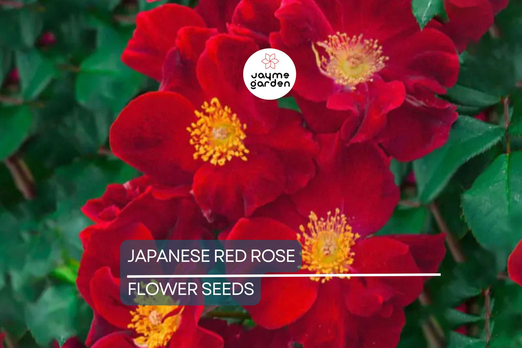 20 Japanese Red Rose Seeds (Rosa rugosa "Rubra") – Hardy Fragrant Bush, Edible Hips, Zones 3-10