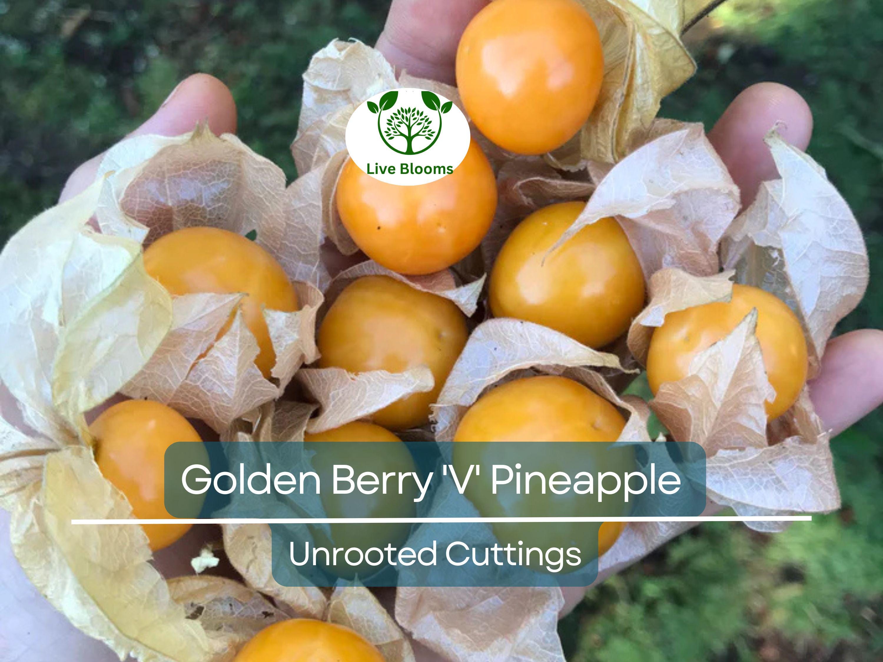 6 Golden Berry 'V' Pineapple Fresh Cuttings for Rooting, Physalis peruviana, Tropical Fruit Plant, Easy to Grow, Delicious Berries