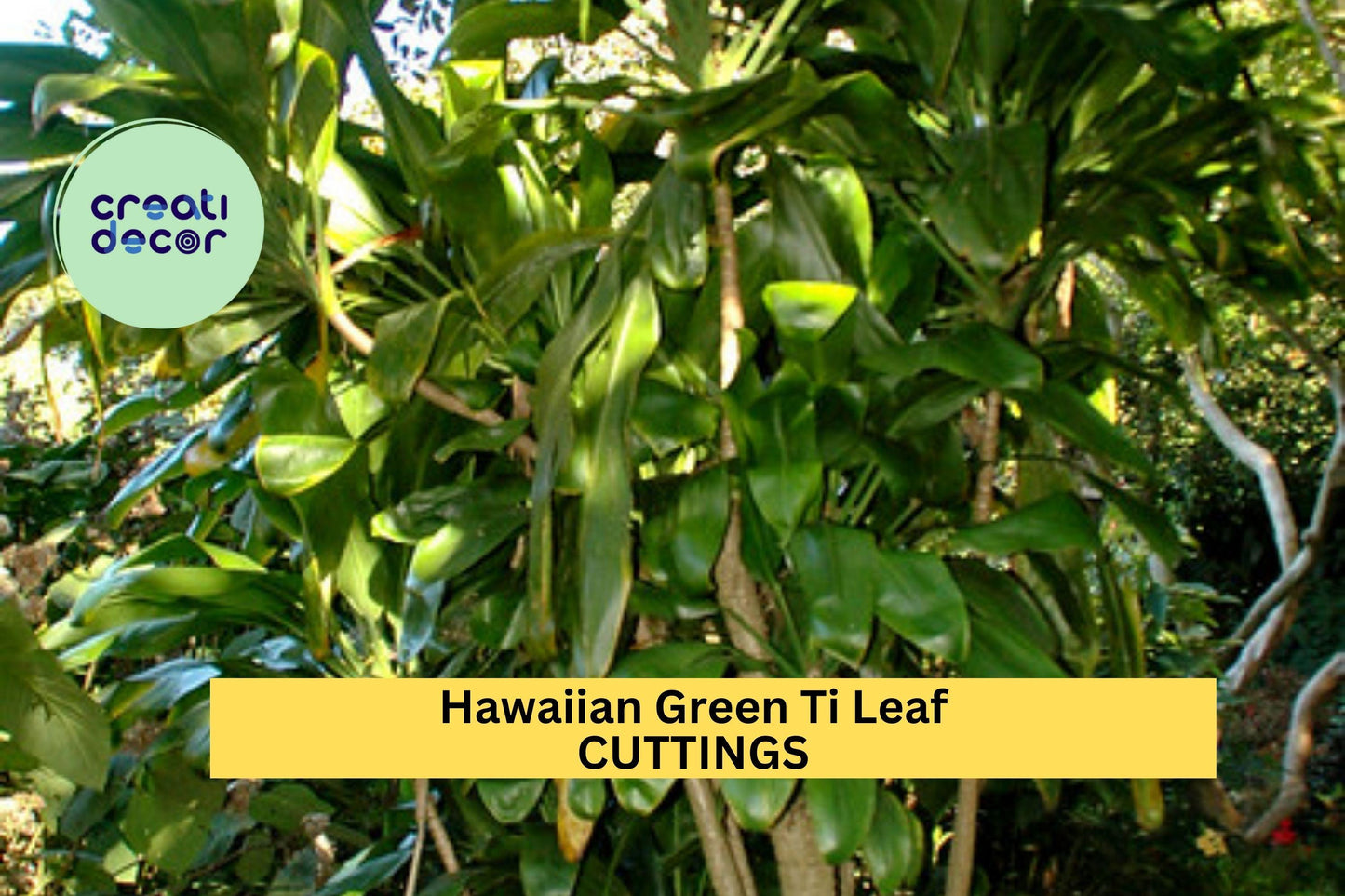 6 Hawaiian Green Ti Leaf Cuttings – 6" Starter Logs | Cordyline fruticosa Stems for Tropical Garden, Landscaping, or Potted Plants