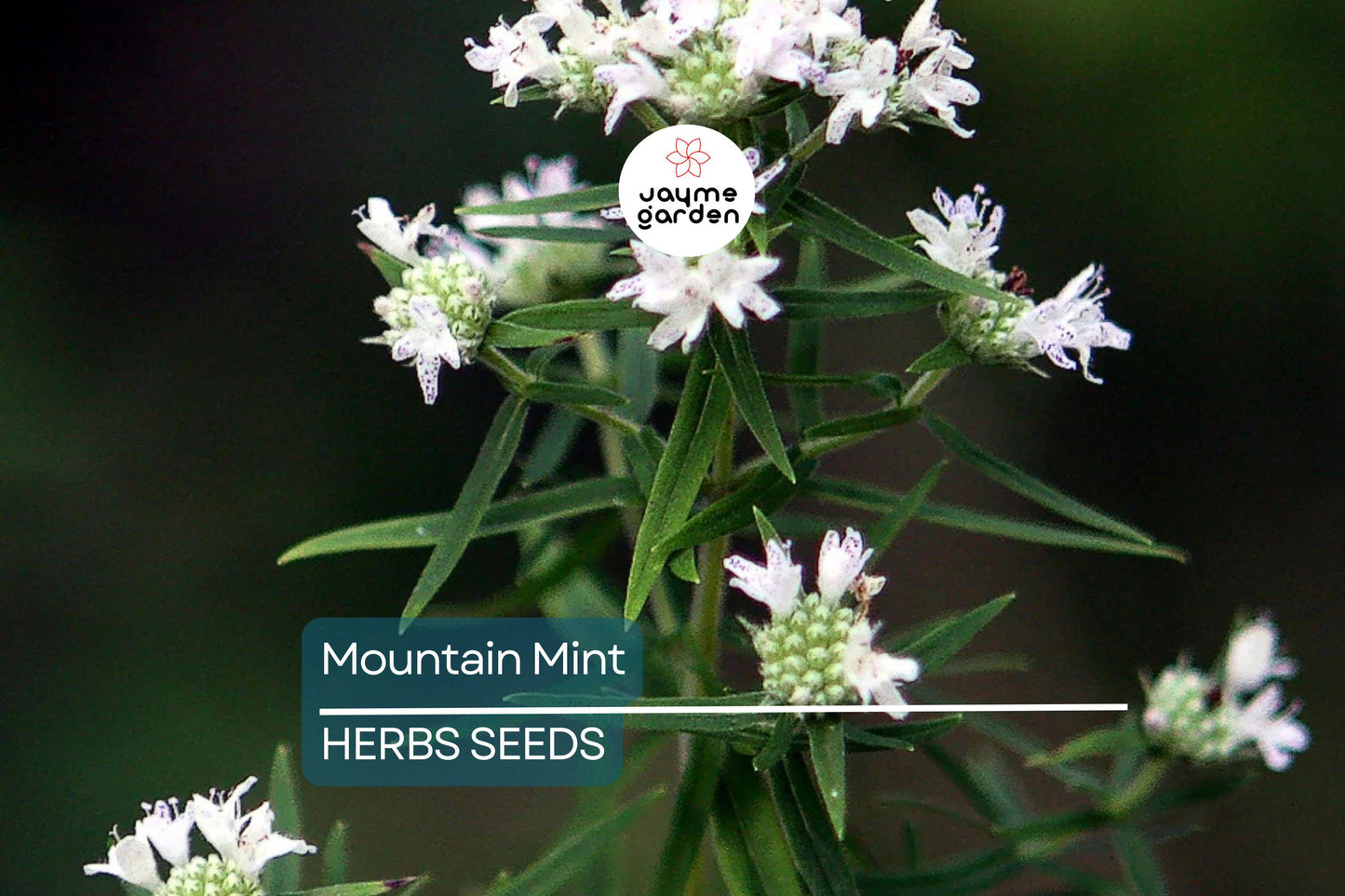 650 Mountain Mint Seeds - Pycnanthemum Pilosum - Fragrant Mint, Tea Herb, Attracts Pollinators