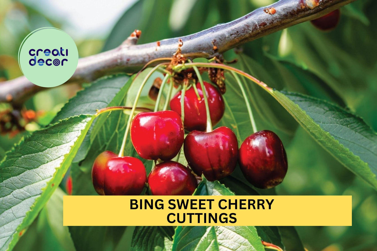 5 Bing Sweet Cherry Cuttings – Prunus avium Hardwood Scion Wood for Grafting or Propagation – Heirloom Fruit Tree – USA