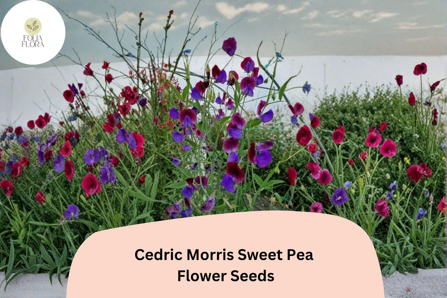 50+ Cedric Morris Sweet Pea Seeds | Fragrant Climbing Annual Flower for Garden & Cut Flower Arrangements