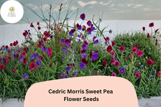 50+ Cedric Morris Sweet Pea Seeds | Fragrant Climbing Annual Flower for Garden & Cut Flower Arrangements