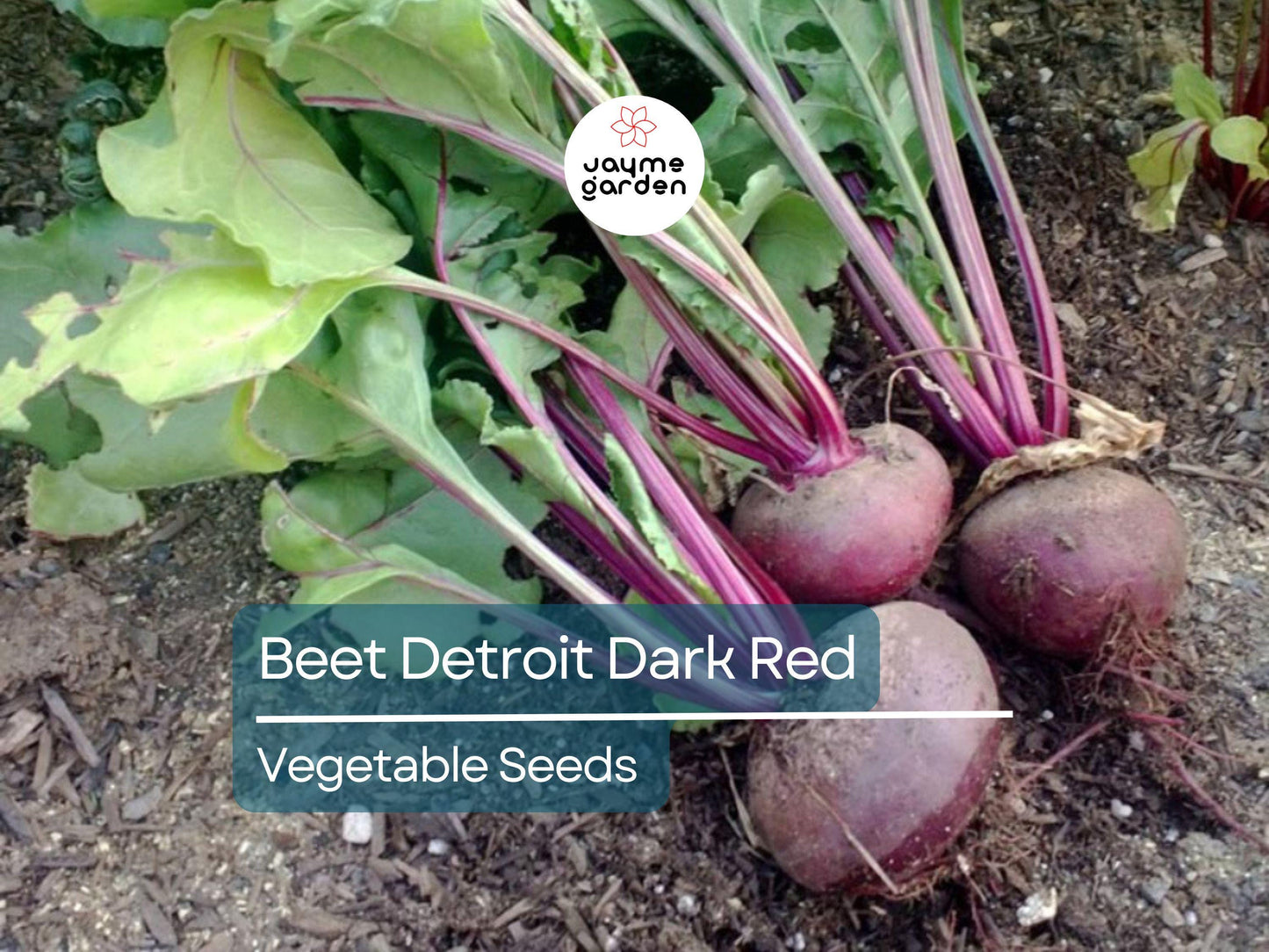 Beet Detroit Dark Red 1 Gram Seeds - Heirloom Non-GMO Variety - Sweet Tender Beets for Fresh Eating, Roasting, Salads, & Juicing