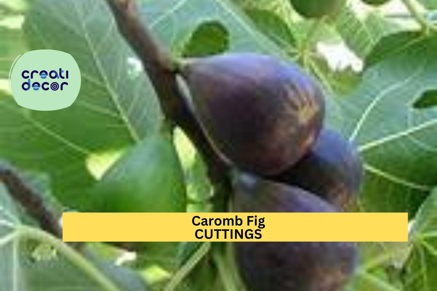 2 Noire de Caromb Fig Cuttings – Rare French Ficus carica Variety | Sweet Black Fig for Grafting or Rooting | Fresh & Ready to Grow
