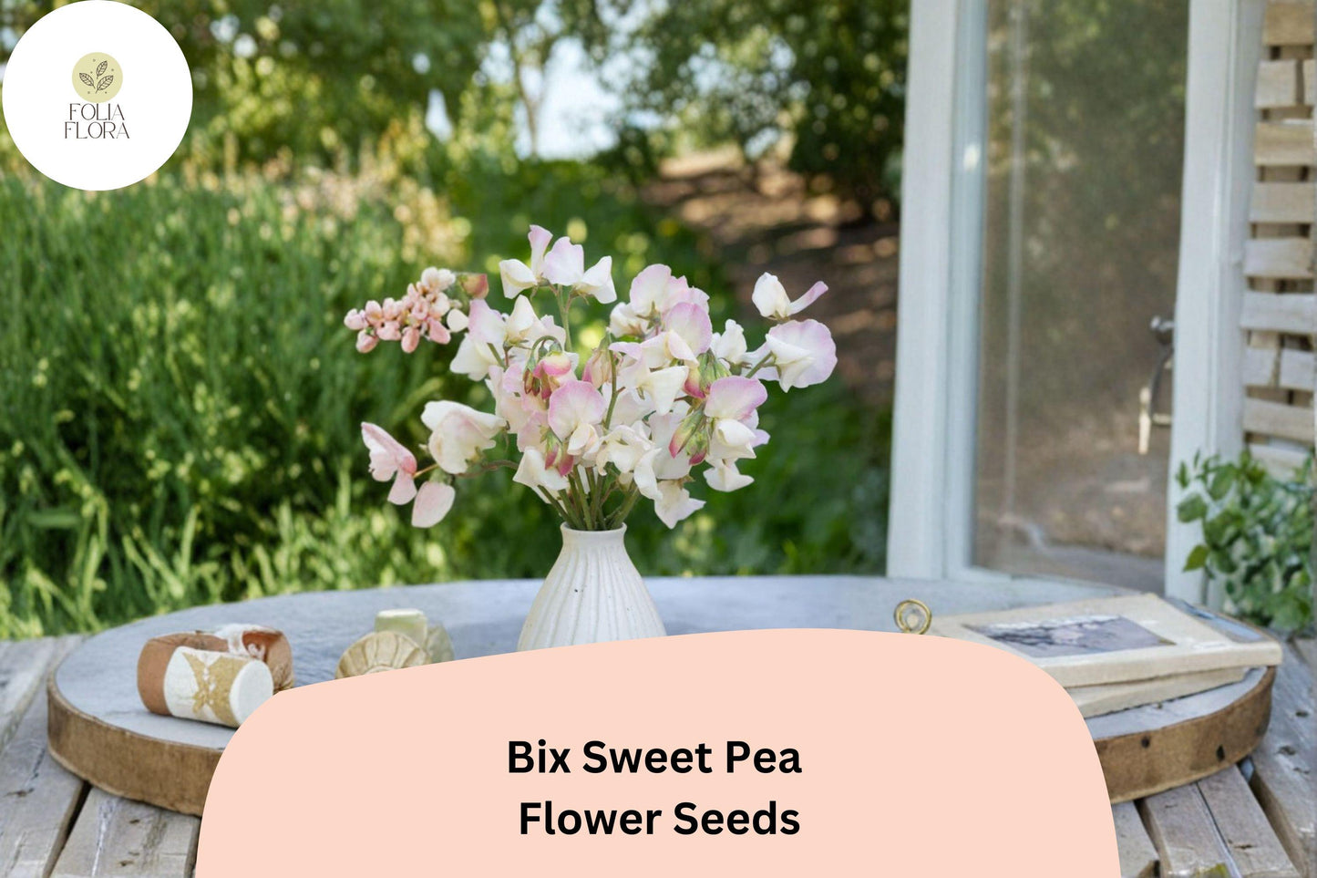 Bix Sweet Pea Seeds | Lathyrus odoratus Tall Climbing Annual Flower Vine (50+ Seeds)