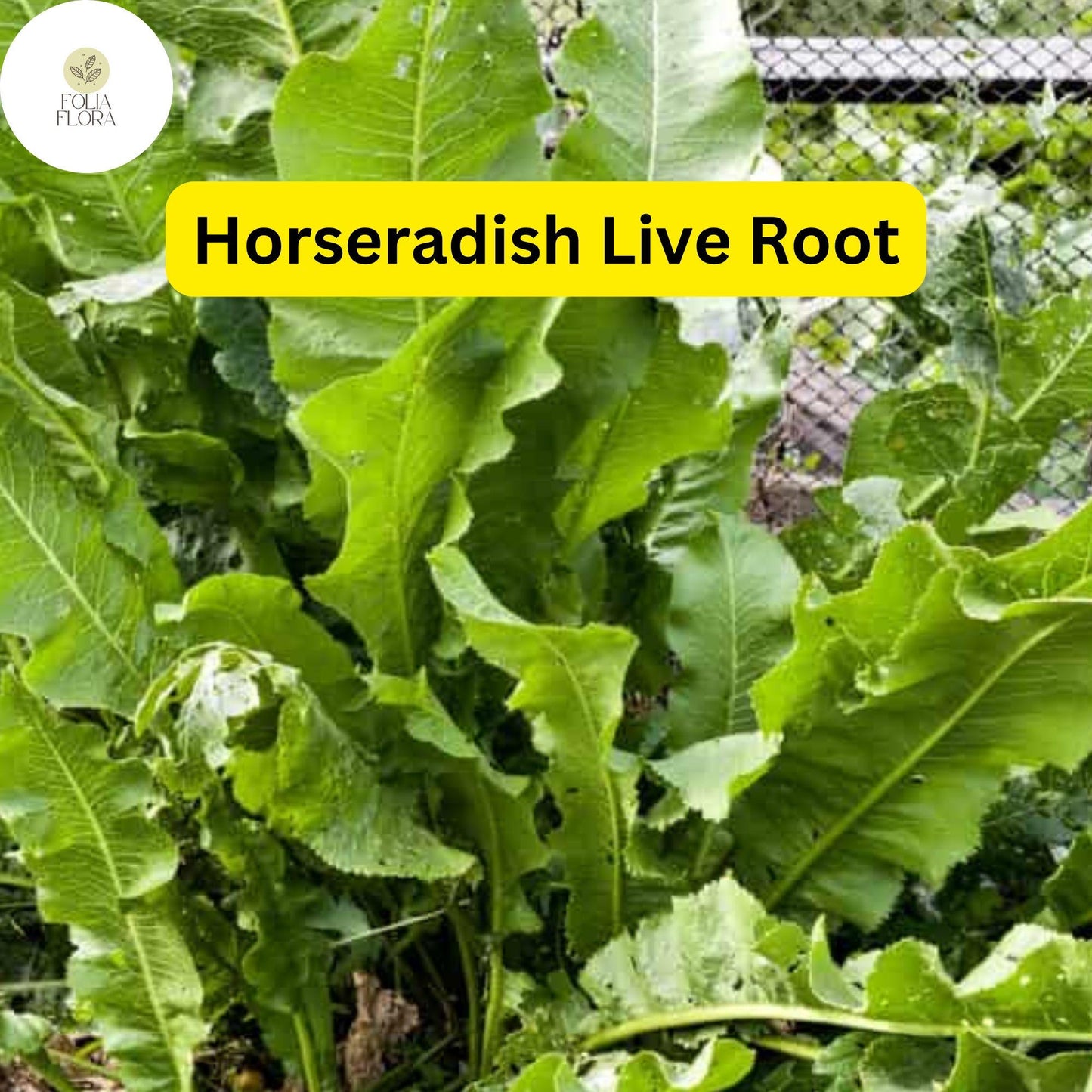 2 Horseradish Roots for Planting - Organic Horseradish Crowns - Easy To Grow - Garden Seedlings - Heirloom Root Starter Plants