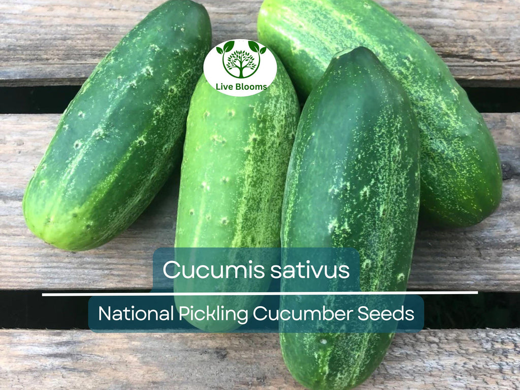 35 Seeds Cucumber National Pickling - Cucumis sativus | Heirloom Variety for Planting, Gardening & Ideal for Fresh Pickles