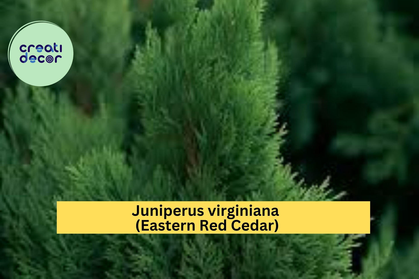 Eastern Red Cedar Tree – Juniperus virginiana – 5” Live Rescue Seedling with Ball Root, Hardy Evergreen for Landscape or Hedge