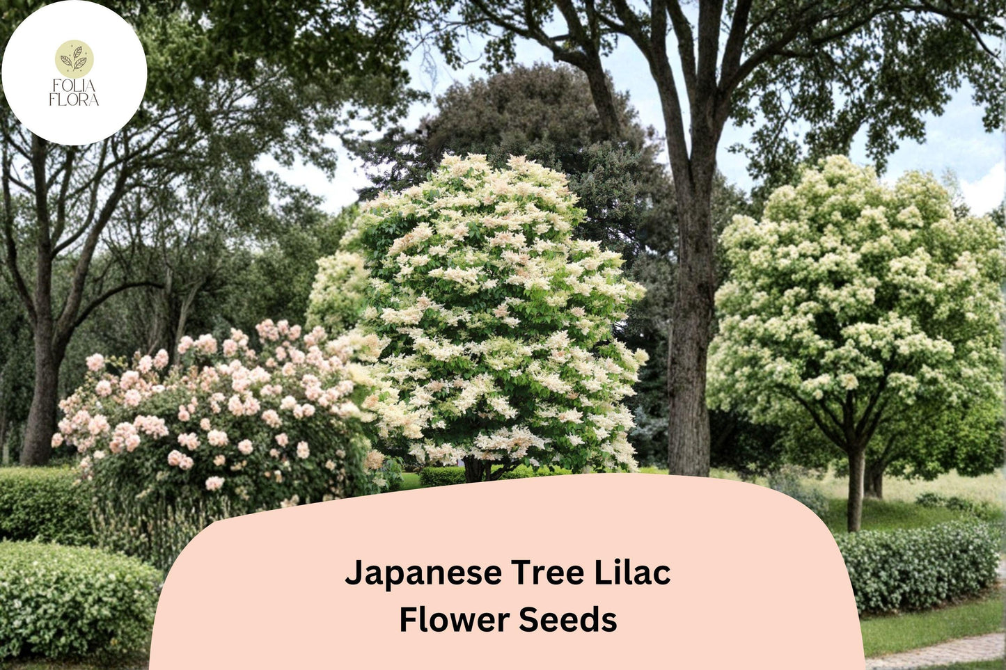 Japanese Tree Lilac Seeds – 10 Syringa amurensis japonica | Ornamental Flowering Garden Tree