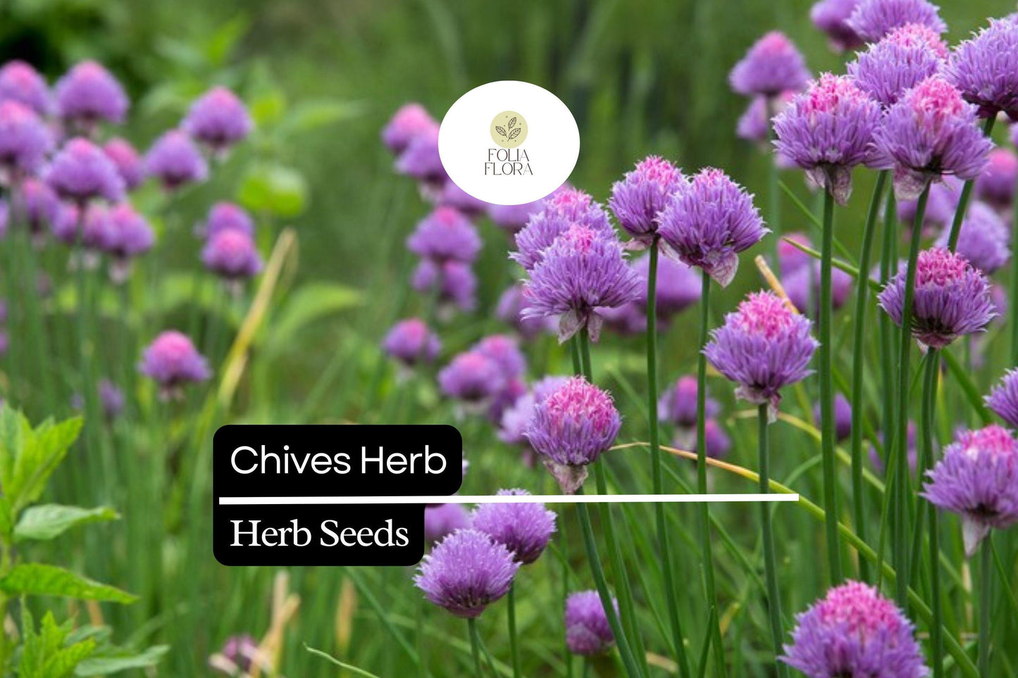150 Chive Herb Seeds – Allium schoenoprasum – Heirloom, Perennial, Mild Onion Flavor, Perfect for Salads