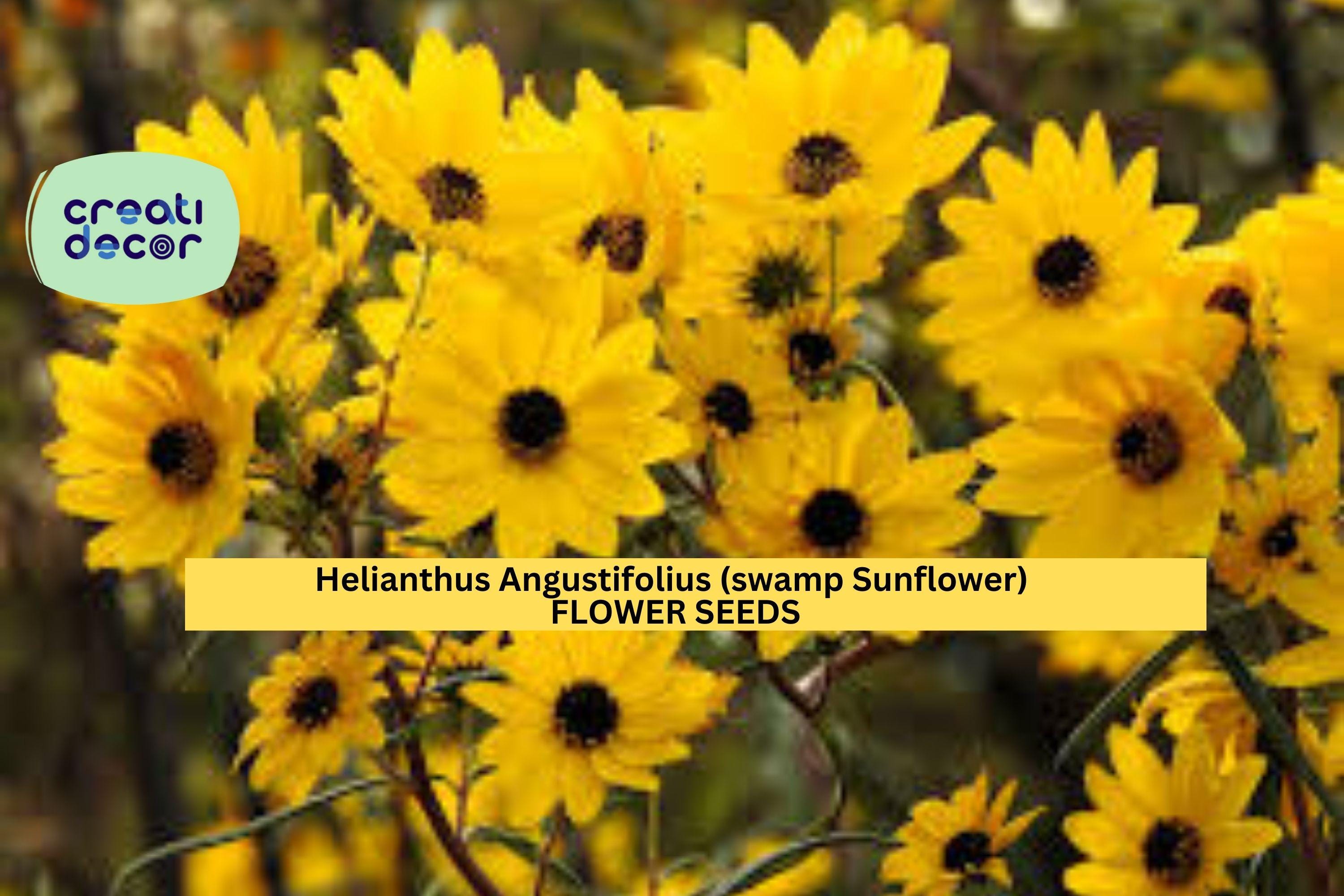 100 Seeds Helianthus angustifolius – Swamp Sunflower for Pollinator Gardens, Wet Soils, or Fall Flower Borders Seeds for Planting