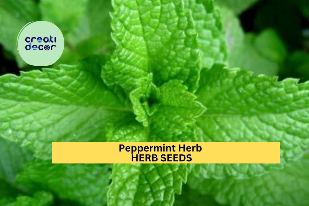 3pcs of 30mg Peppermint Herb Seeds – Strong Aromatic Mint for Tea, Cooking & Remedies – Easy to Grow Seeds for Planting Indoors or Outdoors