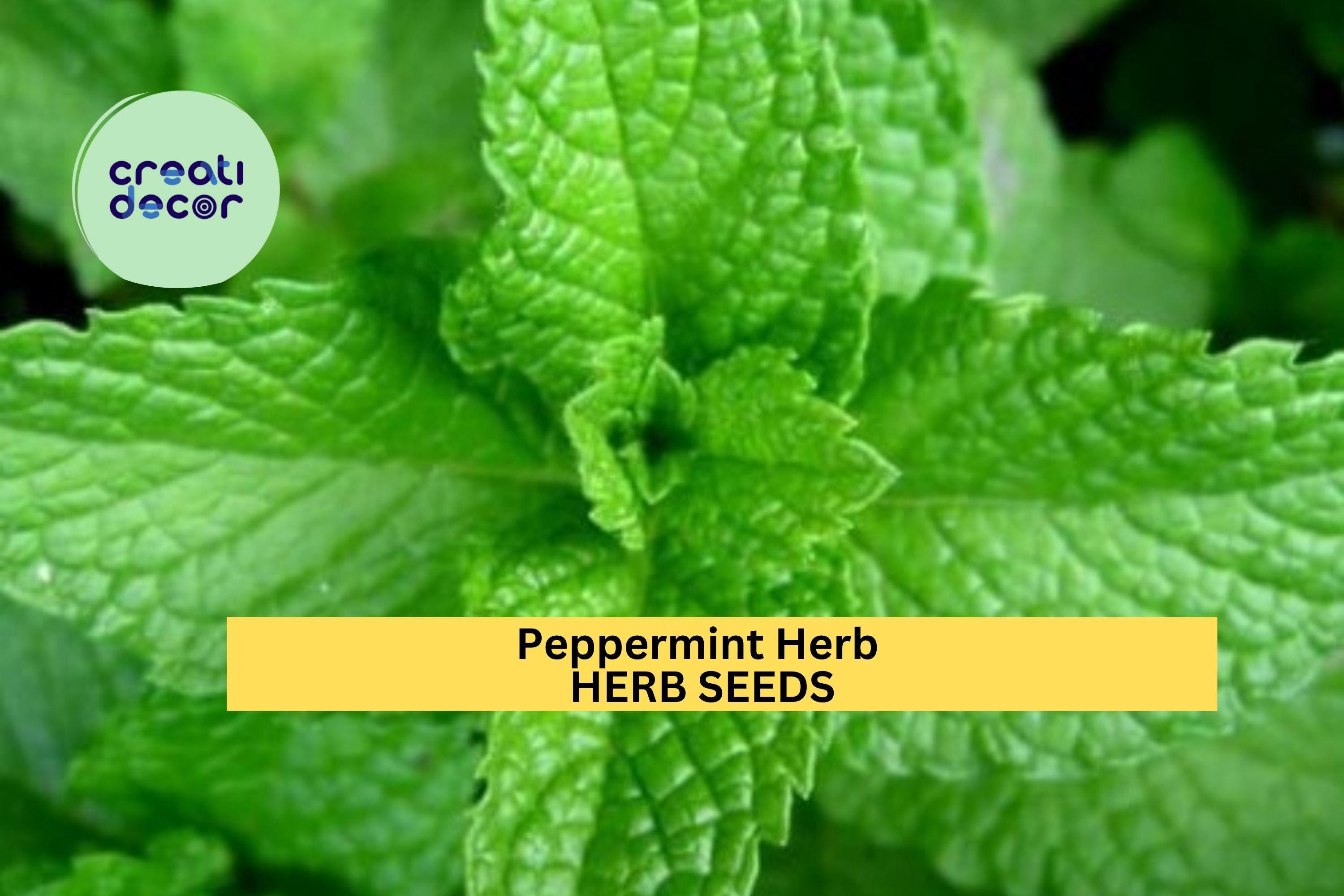3pcs of 30mg Peppermint Herb Seeds – Strong Aromatic Mint for Tea, Cooking & Remedies – Easy to Grow Seeds for Planting Indoors or Outdoors