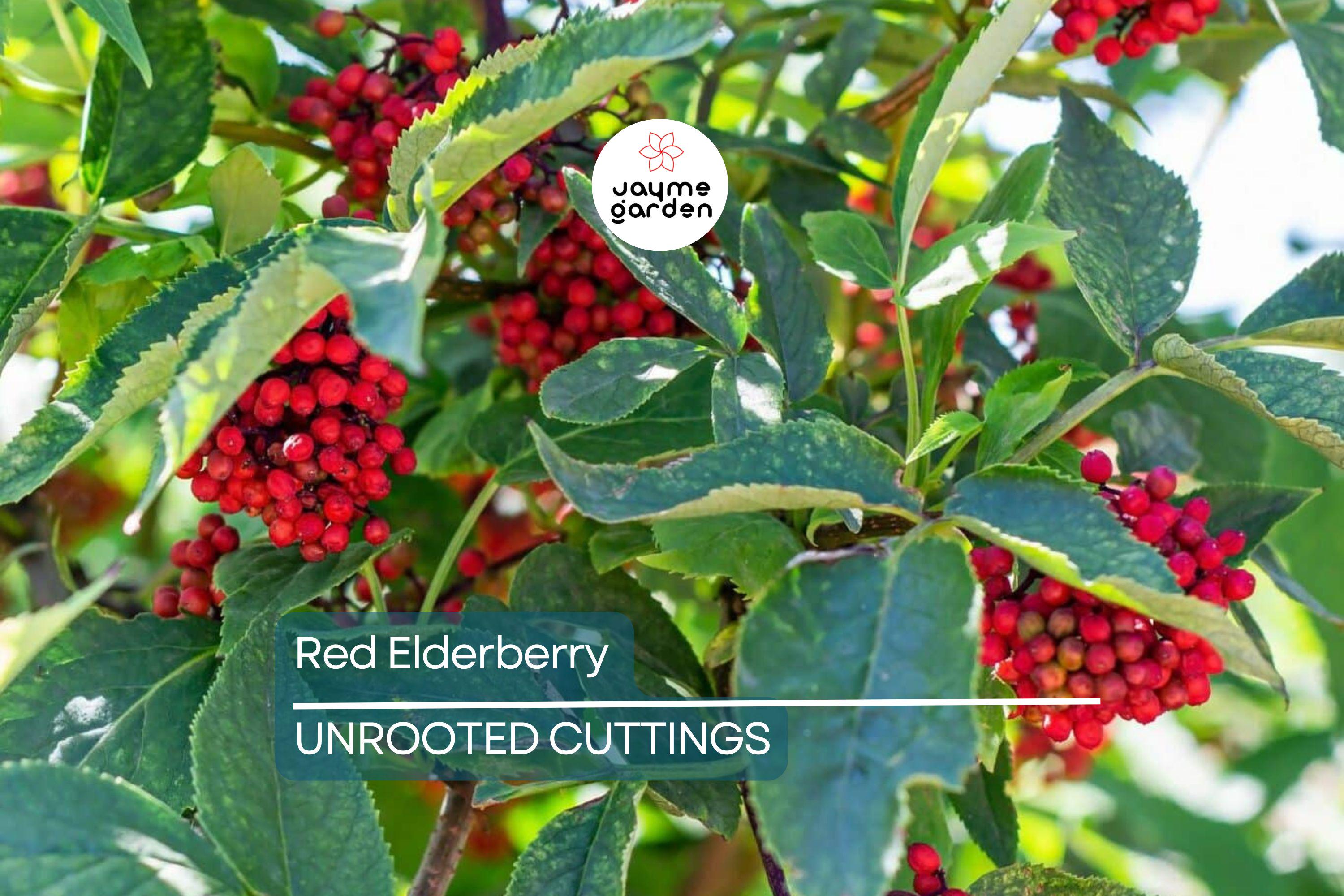 Red Elderberry Cuttings - 10 Unrooted Sambucus racemosa Native Shrub - Edible Berries & Wildlife Friendly