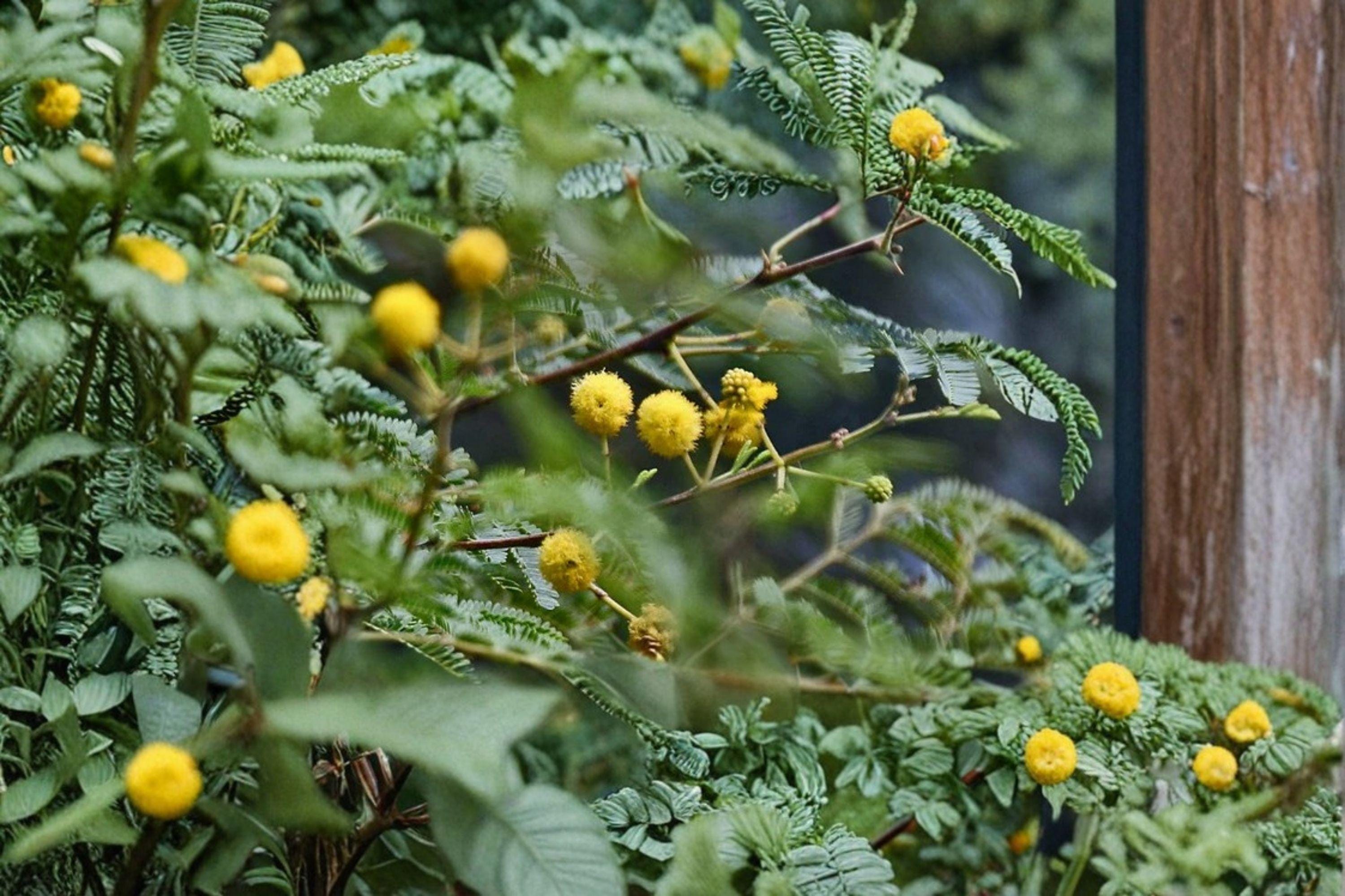 Gum Arabic Tree Seeds – Vachellia nilotica , Medicinal Acacia (5 Seeds)