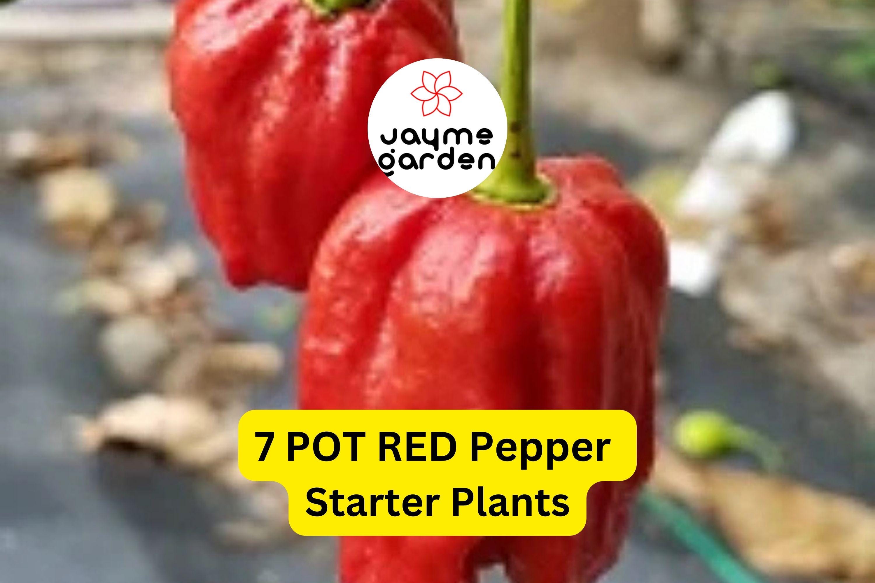 3 Starter Plants 7 Pot Red Pepper - Super Hot Chili - Extreme Heat for Spicy Recipes, Gardens & Container Growing