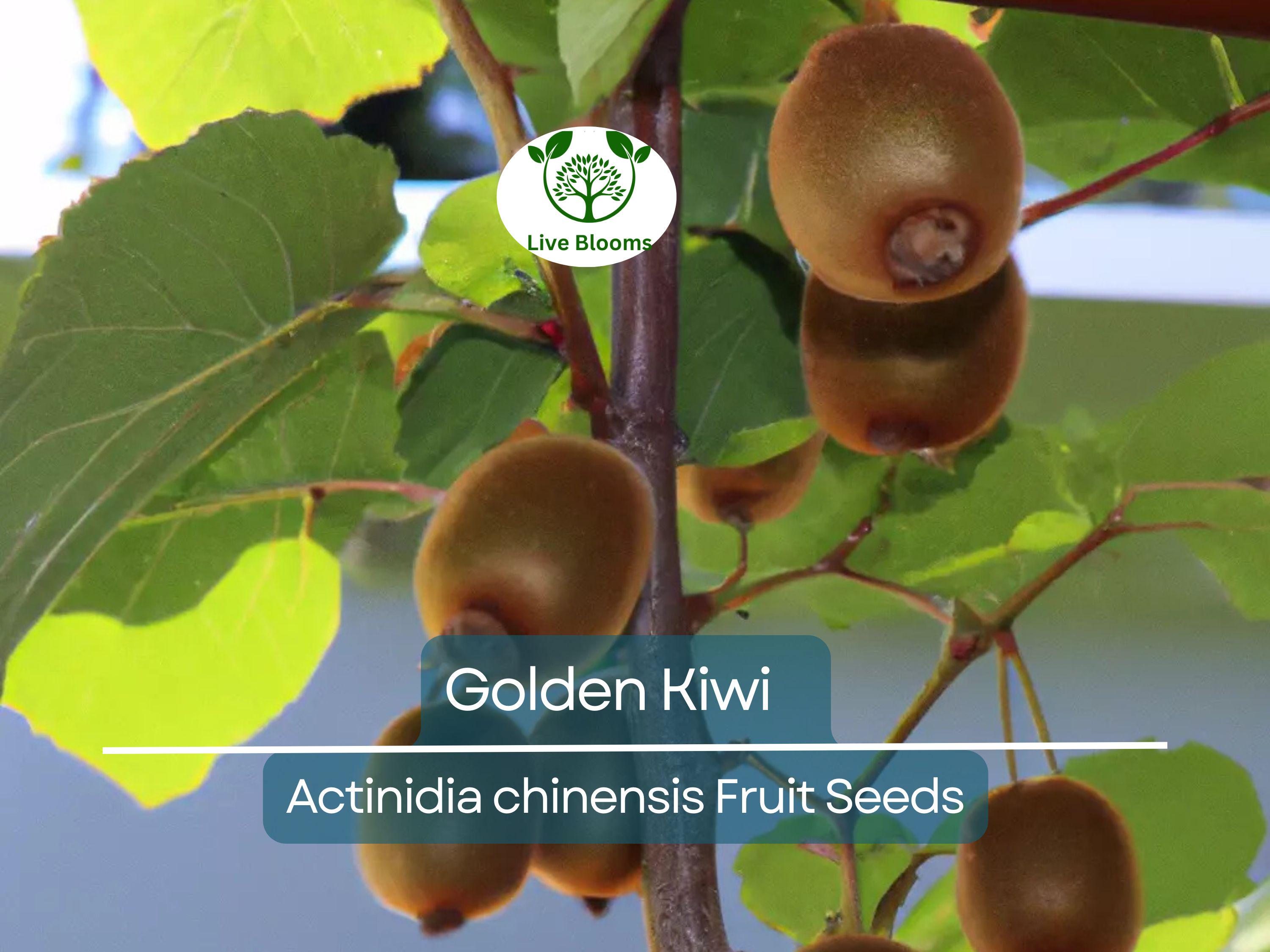 50 Golden Kiwi Seeds (Actinidia chinensis), Fast Growing Edible Fruit Vine, Sweet Kiwifruit, Garden Starter, Backyard Vine, High Yield