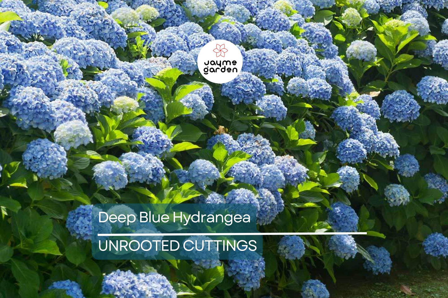10 Fresh Cuttings of Deep Blue Hydrangea - Unrooted Starter Plant