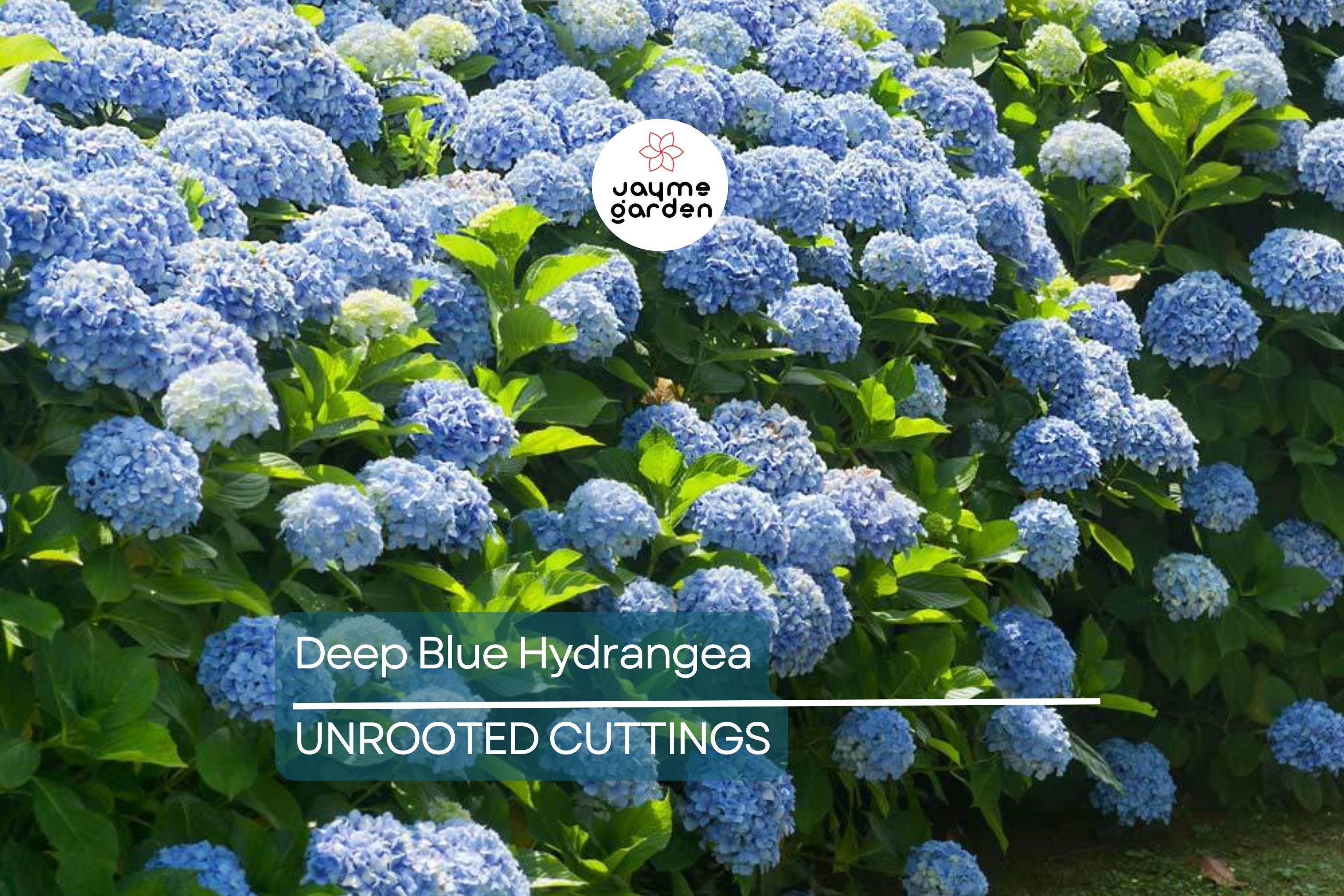 10 Fresh Cuttings of Deep Blue Hydrangea - Unrooted Starter Plant