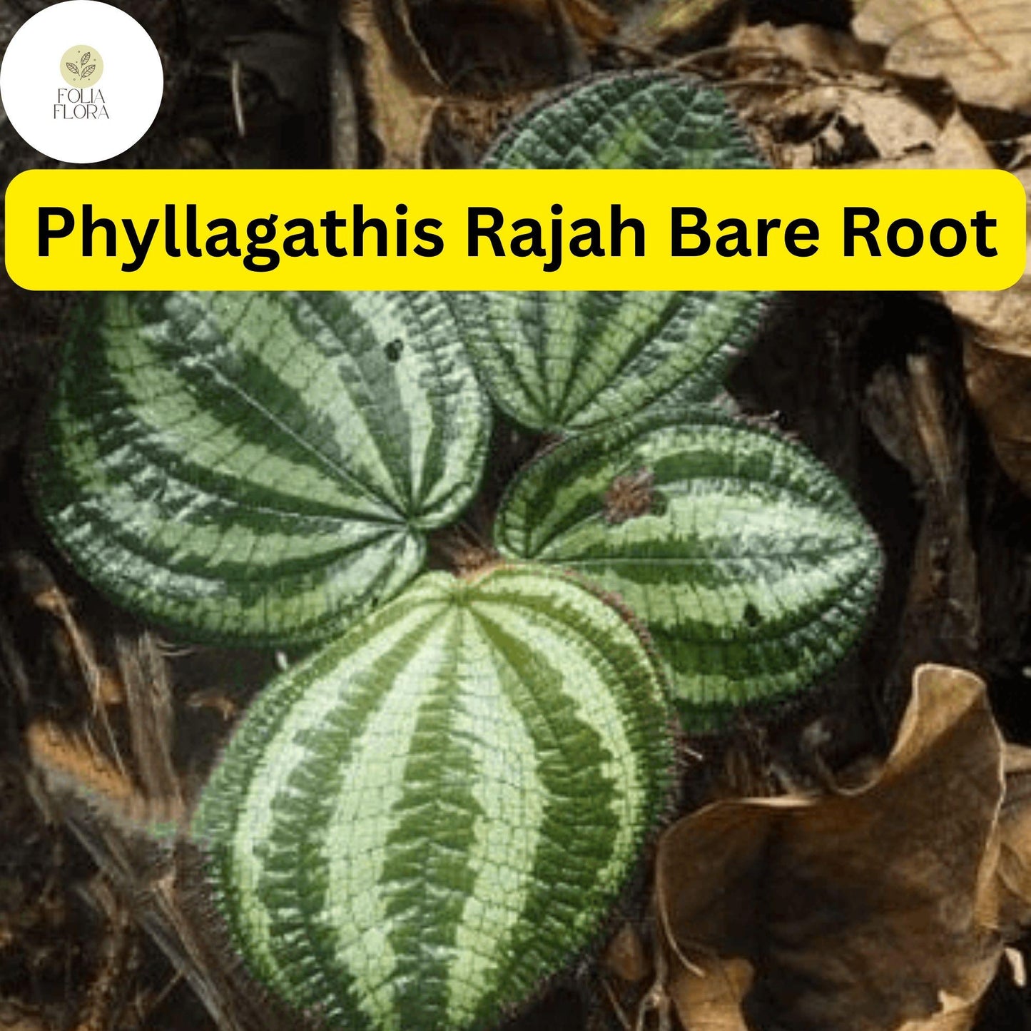 1 Phyllagathis rajah, Live Bare Root Terrarium Plant, Rare Tropical Foliage for Indoor Gardens