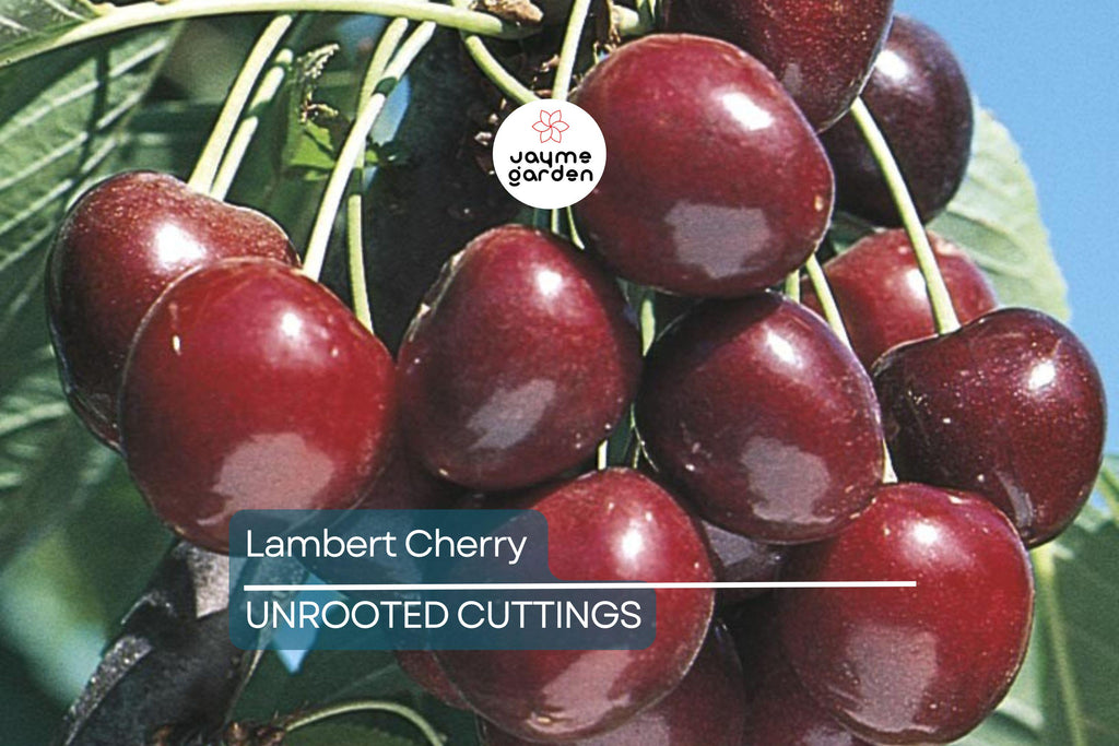 Lambert Cherry Tree Scion Cuttings x3 - Sweet Red Cherries, Great for Fresh Eating & Cooking