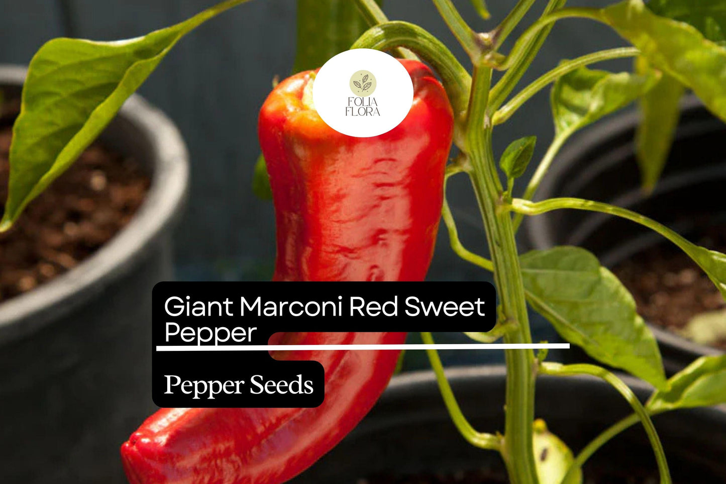 250mg Giant Marconi Red Sweet Pepper Seeds Capsicum annuum | High Yield, Non-GMO, Sweet & Smoky Flavor for Grilling and Roasting
