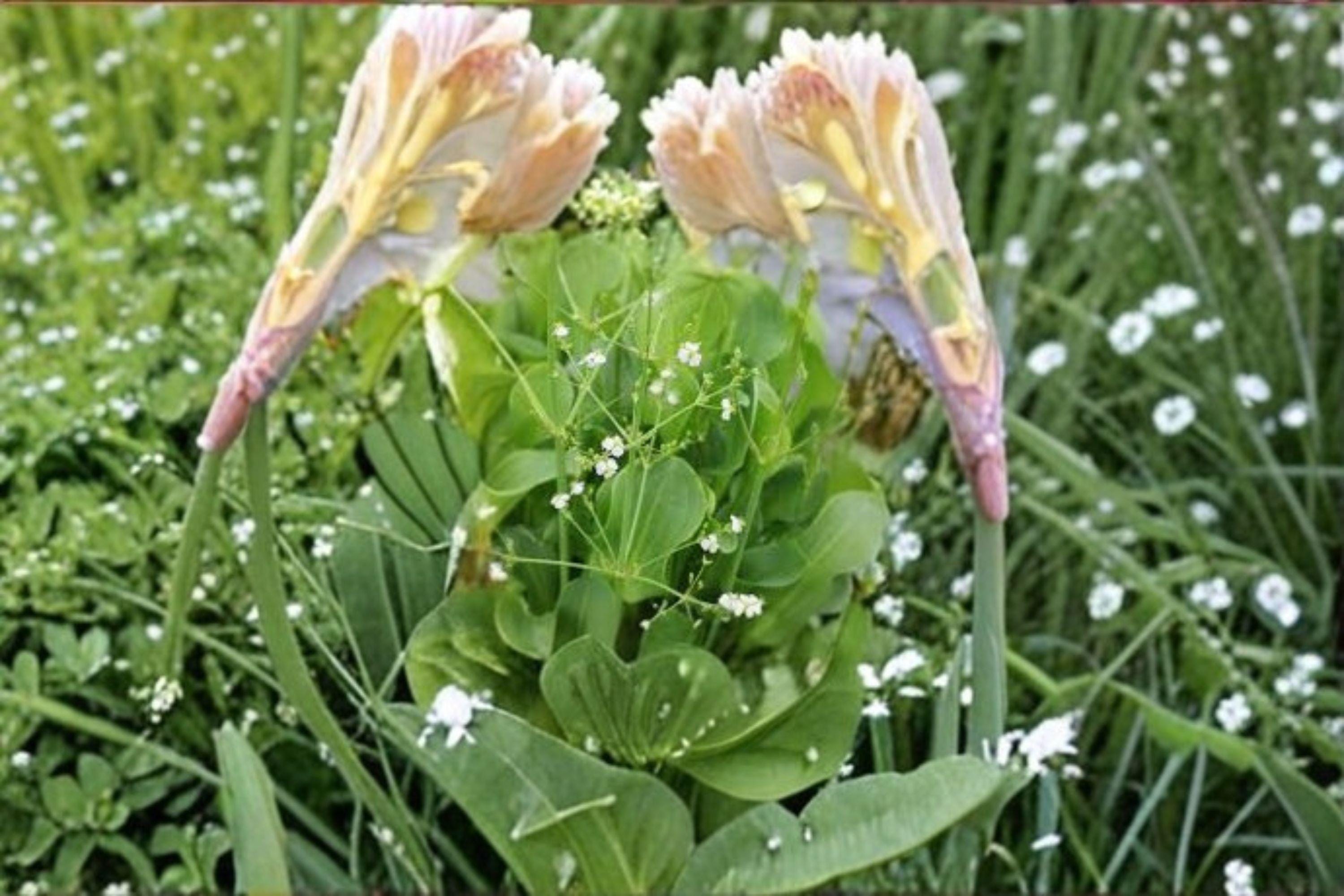 Alisma subcordatum – Mud Plantain 500 Seeds | Native Aquatic Plant | Wetland & Pond Species | Wildlife Friendly