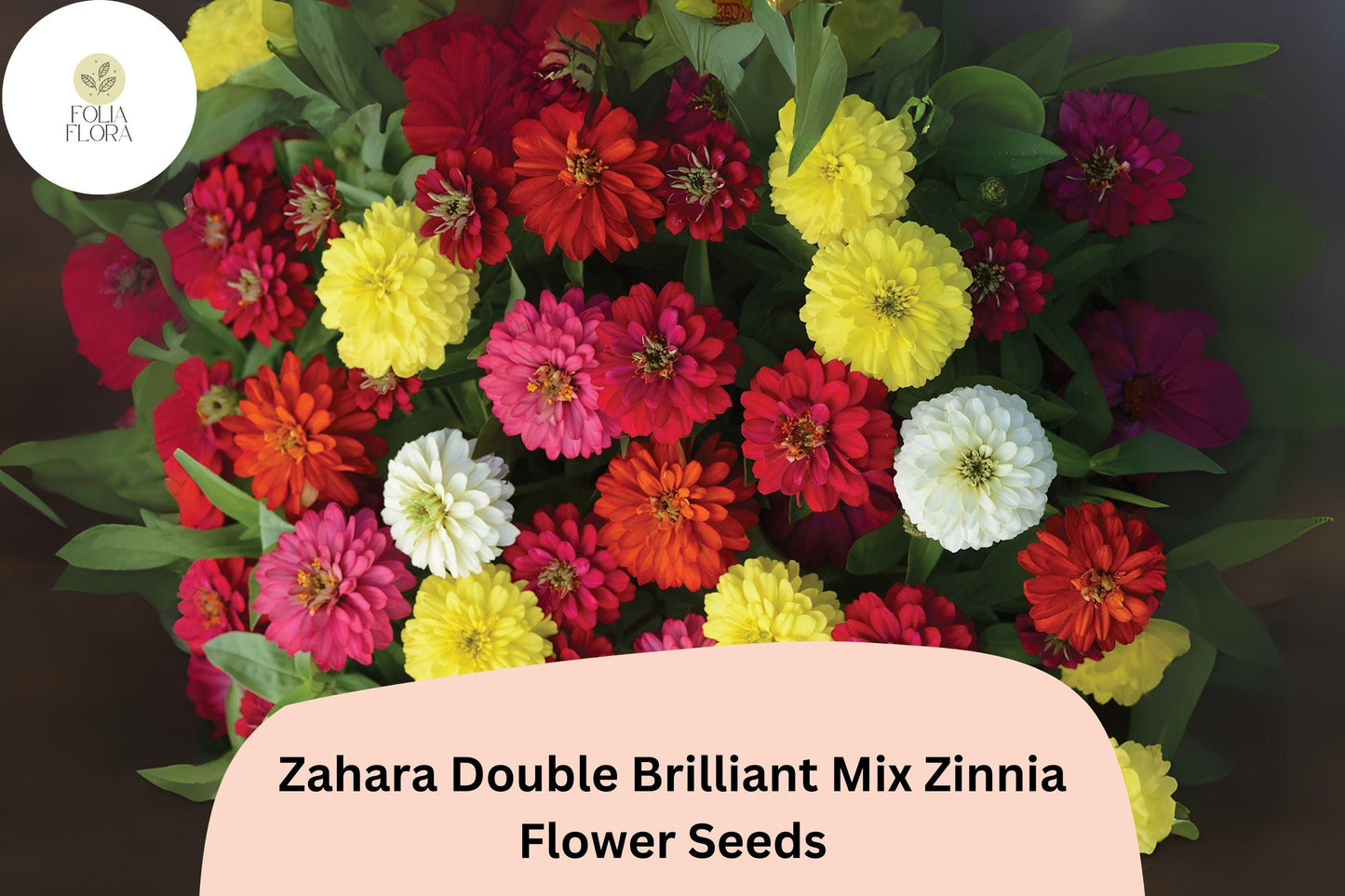 100+ Zahara Double Brilliant Mix Zinnia Seeds – Hybrid Non-GMO Annual Flowers for Garden Planting & Borders