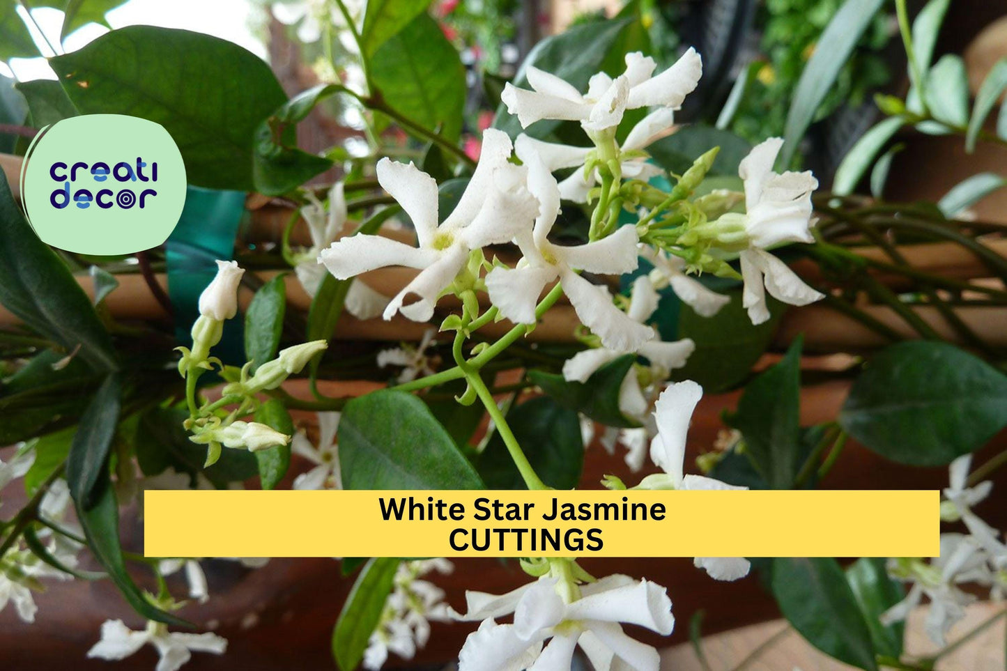 5 White Star Jasmine Cuttings | Fragrant Flowering Vine Starter | Unrooted Plant Stems for Propagation | Easy to Root