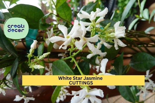 5 White Star Jasmine Cuttings | Fragrant Flowering Vine Starter | Unrooted Plant Stems for Propagation | Easy to Root