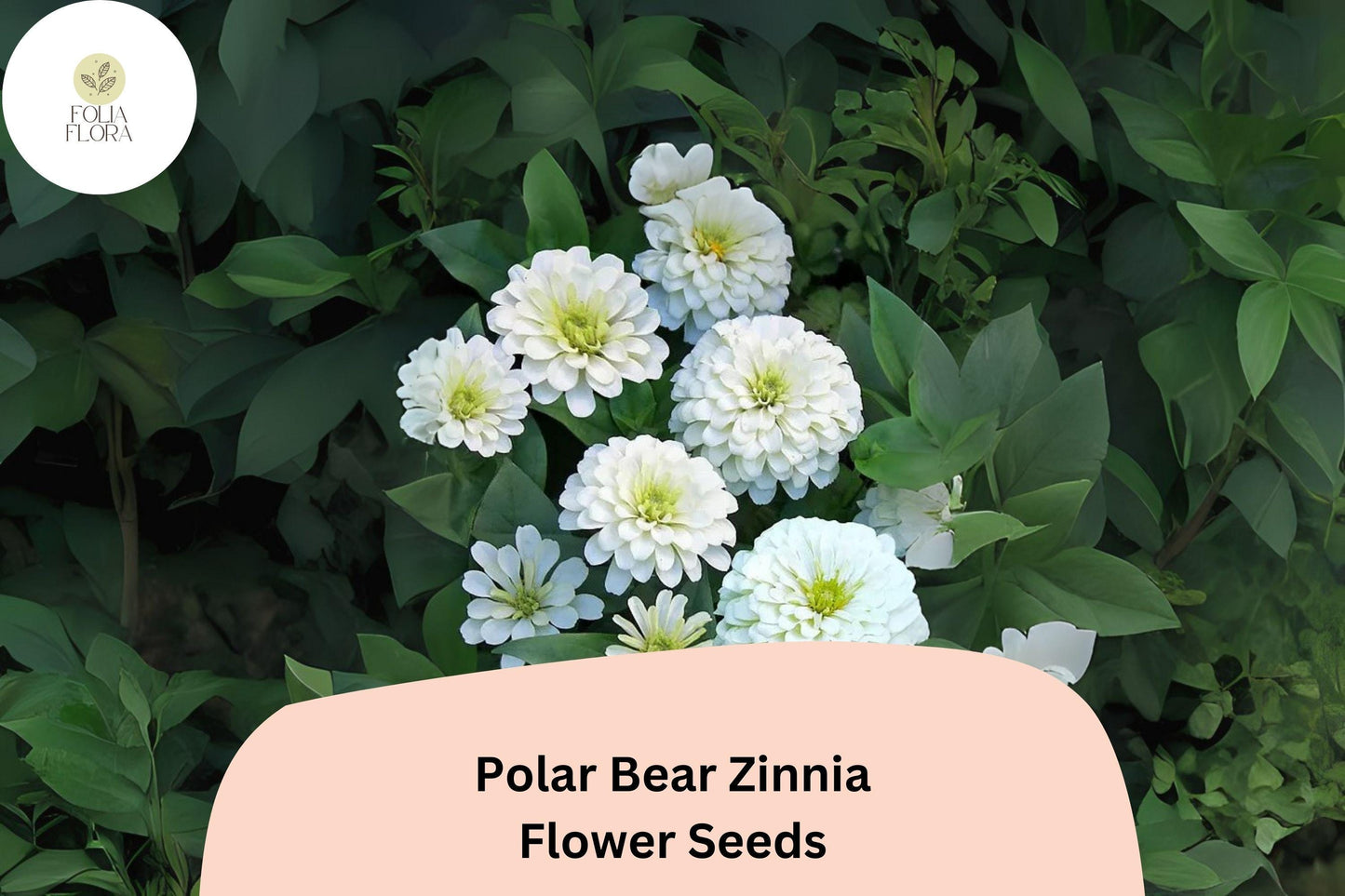 Polar Bear Zinnia Seeds – 100+ Pure White Annual Garden Flowers for Planting