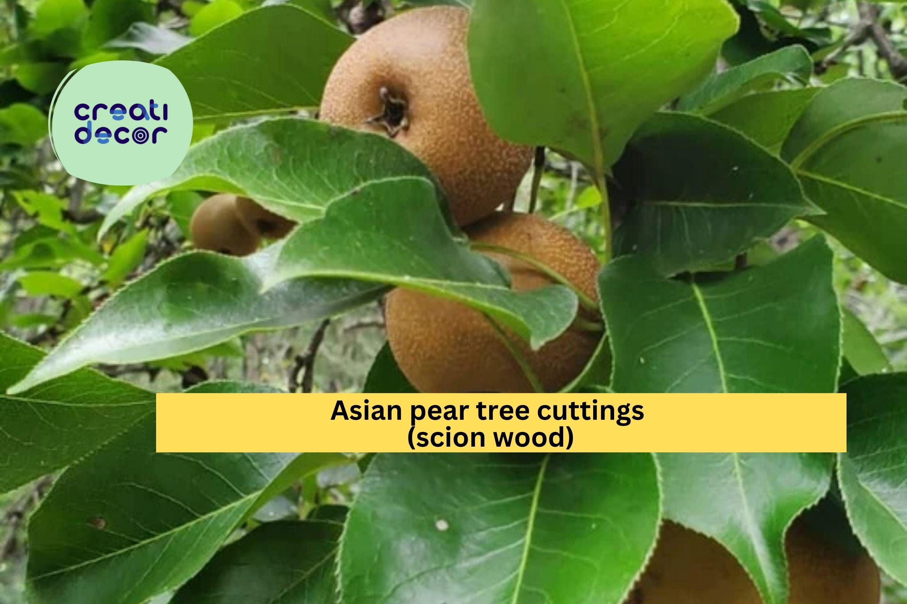Asian Pear Tree Cuttings – 10 Fresh Round Pear Scion Wood for Rooting, Grafting, and Propagation, Pyrus pyrifolia Fruit Variety