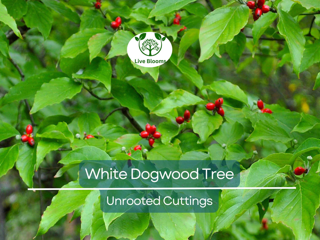 6 Unrooted Cuttings WHITE Dogwood Tree Heirloom (Cornus florida) - 6 Inches, Ornamental Tree, Hardy, Perfect for Gardens & Landscaping