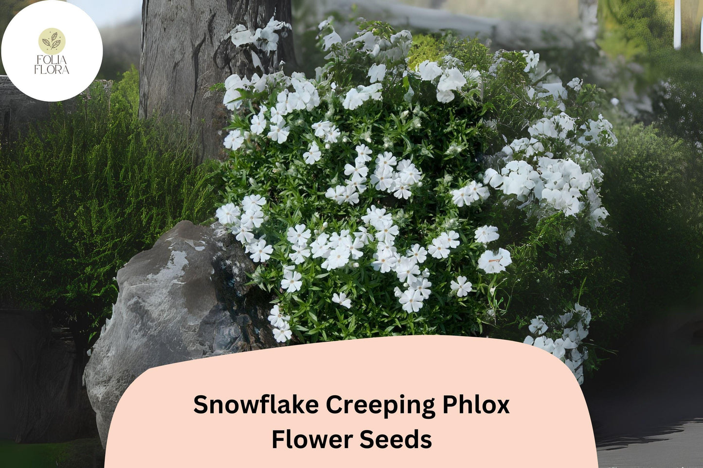 100+ Snowflake Creeping Phlox Seeds – White Ground Cover Flowers, Phlox subulata