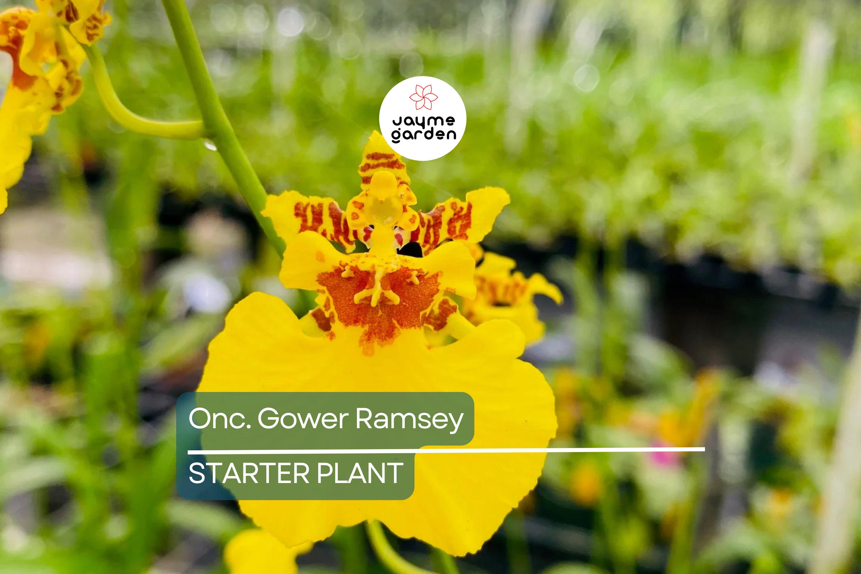 Onc. Gower Ramsey Live Orchid | Potted Yellow Orchid Seedling | Indoor & Outdoor Subtropical Beauty | Child and Pet Safe