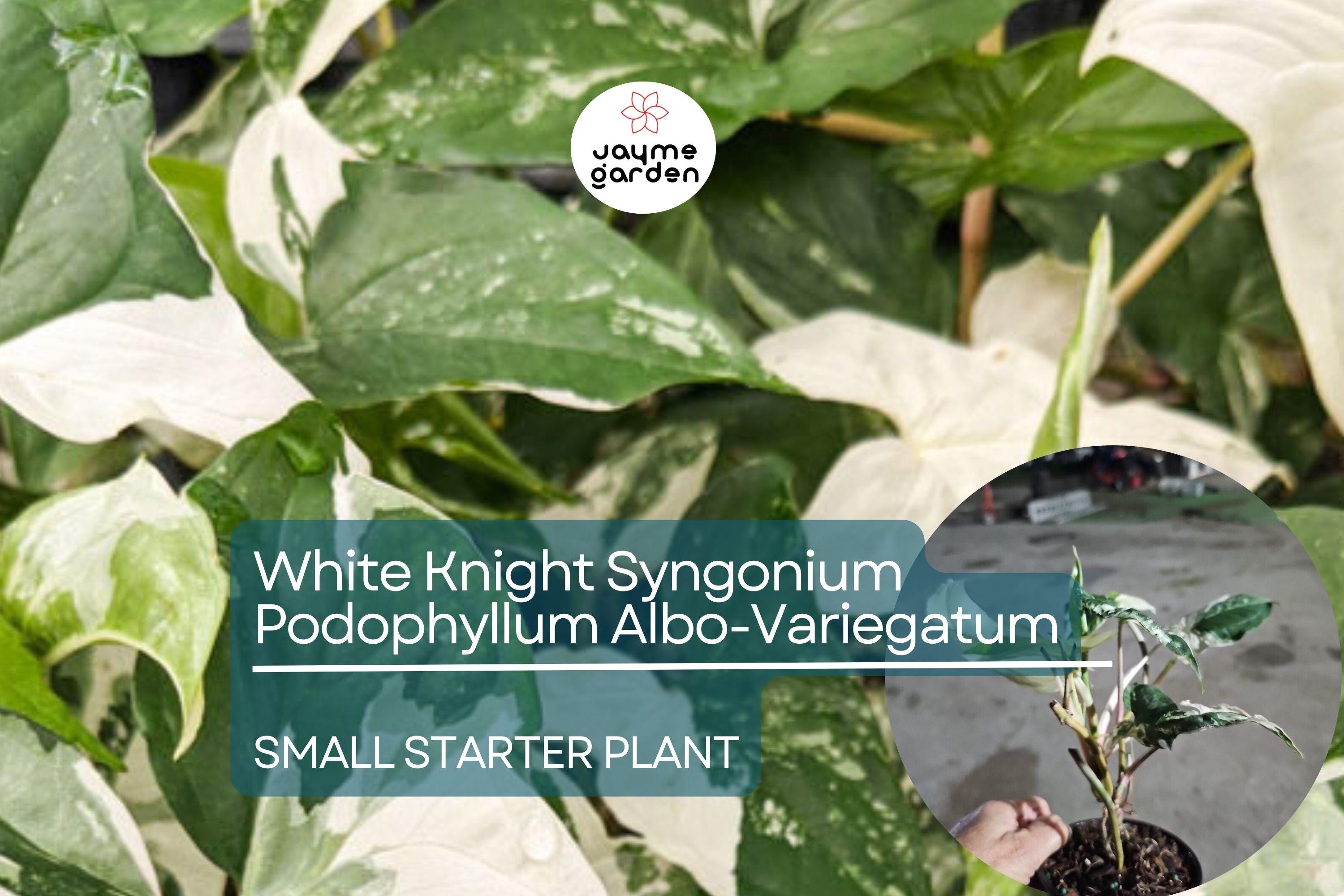 White Knight Syngonium Starter Plant - Podophyllum Albo-Variegatum, Marble Variegated, Unique Foliage for Indoor Decor & Tropical Gardens