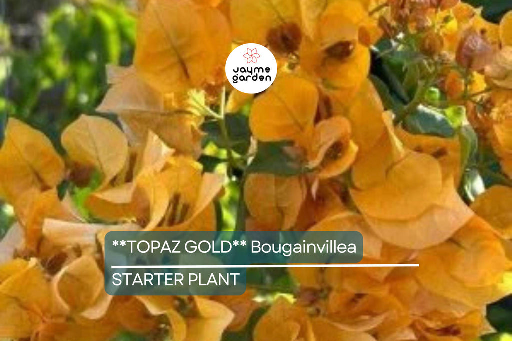 Topaz Gold Bougainvillea Starter Plant | Rare Well-Rooted Plug | Live Evergreen Plant | Bright Yellow Blooms | USDA Zones 9+