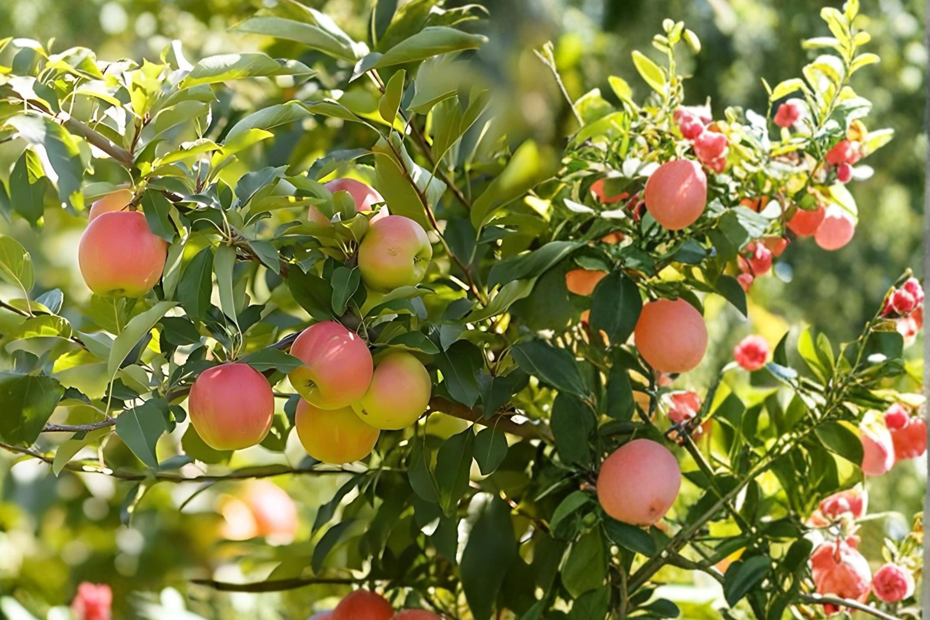 Fuji Apple 1 Live Tree 2 ft Tall Bare Root (Malus domestica ‘Fuji’) Apple Fruit Tree