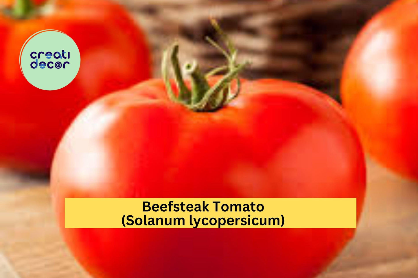 Beefsteak Tomato Live Plants – 4 Healthy 6–10” Starters – Solanum lycopersicum Heirloom Variety for Vegetable Gardens