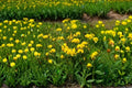 Bird’s Foot Trefoil – Lotus corniculatus Seeds | 100 Seeds | Nitrogen Fixing | Pollinator Friendly