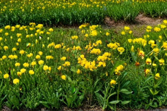Bird’s Foot Trefoil – Lotus corniculatus Seeds | 100 Seeds | Nitrogen Fixing | Pollinator Friendly