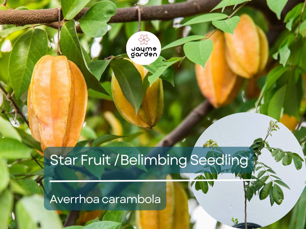 Grafted Star Fruit Seedling Starter Plant (Averrhoa carambola) Live Fruit Tree 24″-36″ - Sweet Tropical Carambola for Garden or Patio