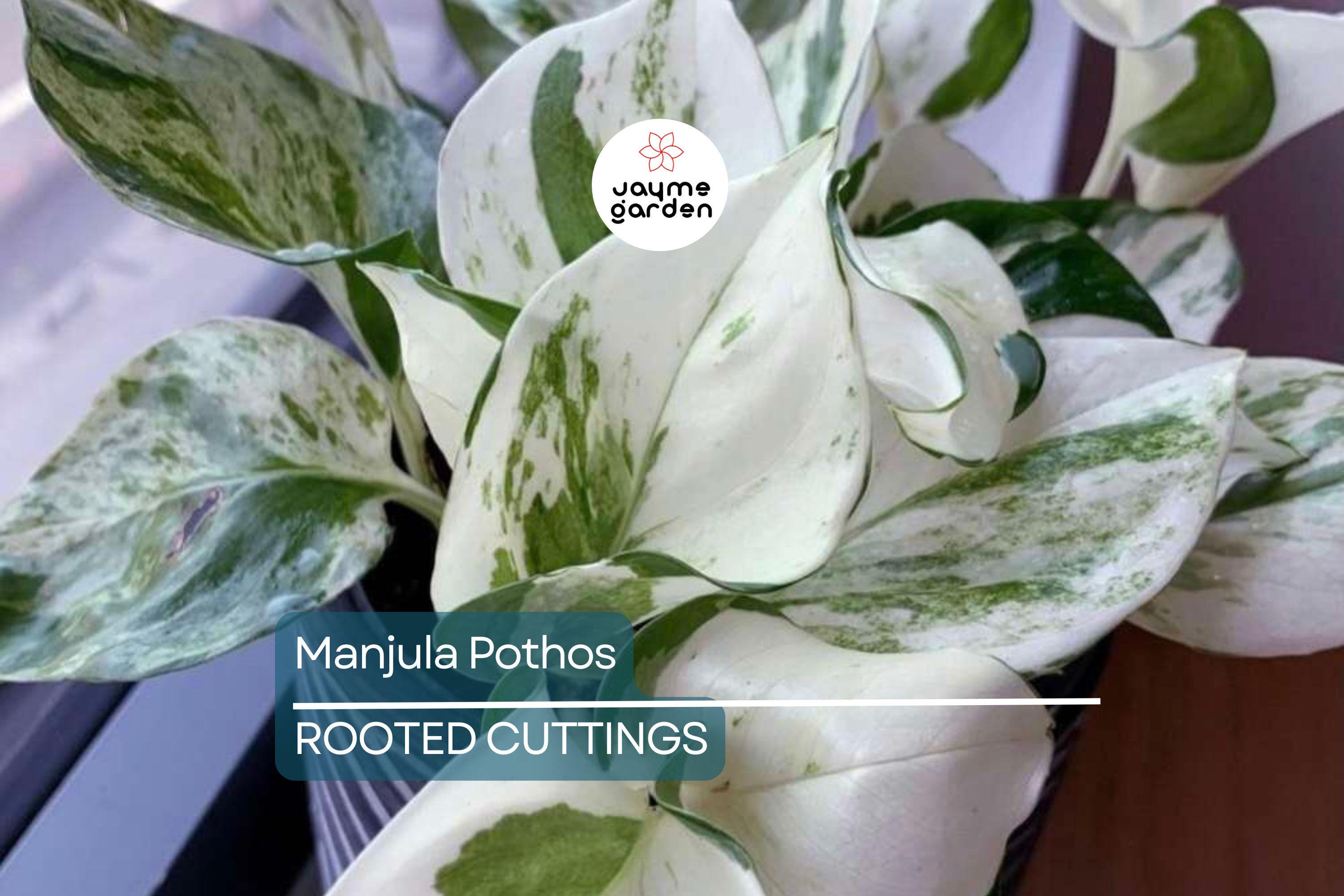 Manjula Pothos Rooted Cutting | Live Houseplant Cutting with Variegated Leaves | Easy Care & Stunning Foliage