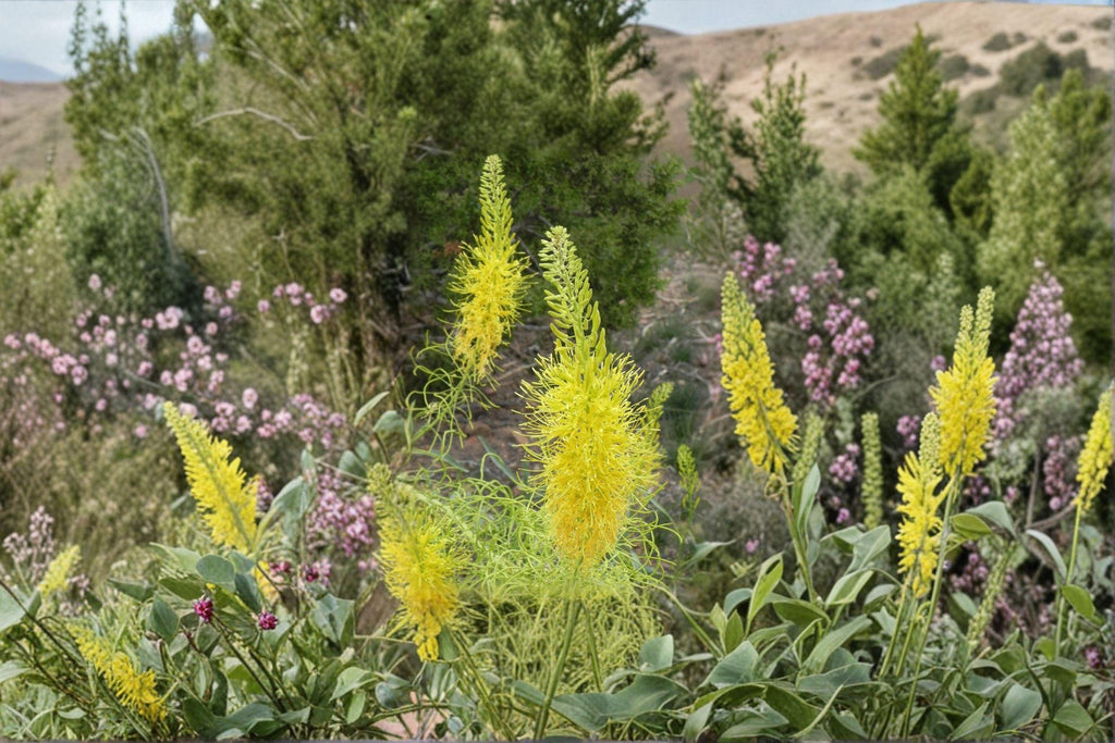 Prince's Plume Seeds – Stanleya pinnata, Native Western Wildflower, Drought Tolerant (40 Seeds)